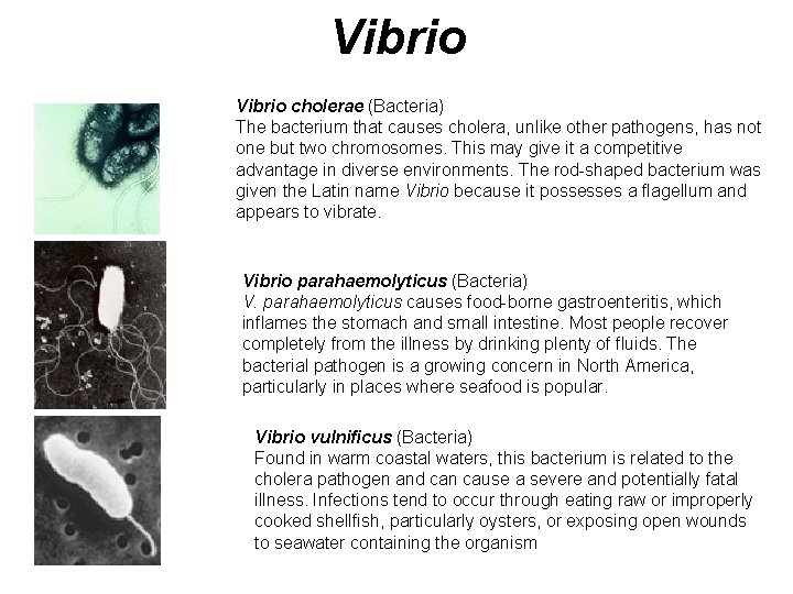 Vibrio cholerae (Bacteria) The bacterium that causes cholera, unlike other pathogens, has not one