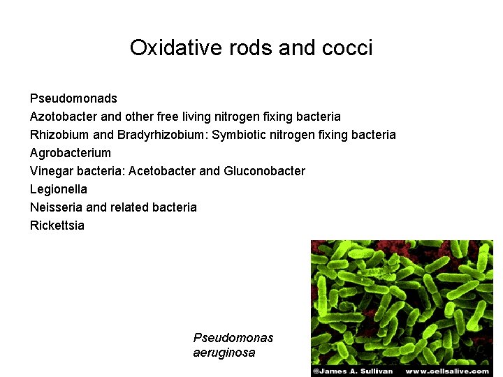 Oxidative rods and cocci Pseudomonads Azotobacter and other free living nitrogen fixing bacteria Rhizobium