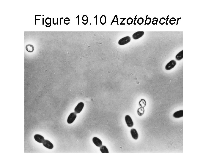 Figure 19. 10 Azotobacter 