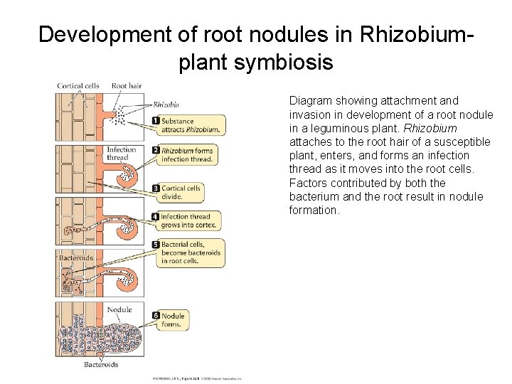 Development of root nodules in Rhizobiumplant symbiosis Diagram showing attachment and invasion in development