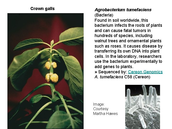Crown galls Agrobacterium tumefaciens (Bacteria) Found in soil worldwide, this bacterium infects the roots