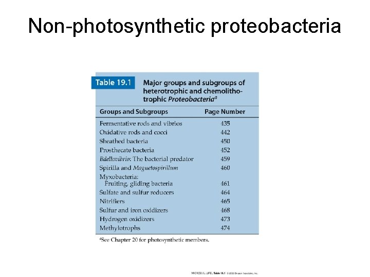 Non-photosynthetic proteobacteria 