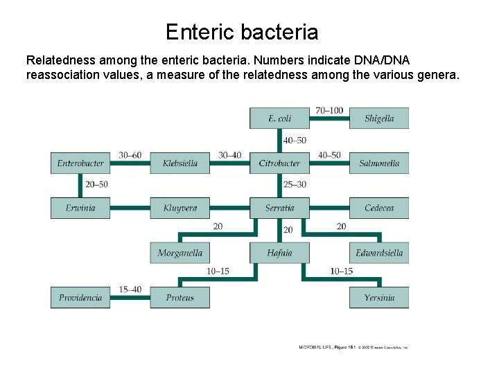 Enteric bacteria Relatedness among the enteric bacteria. Numbers indicate DNA/DNA reassociation values, a measure