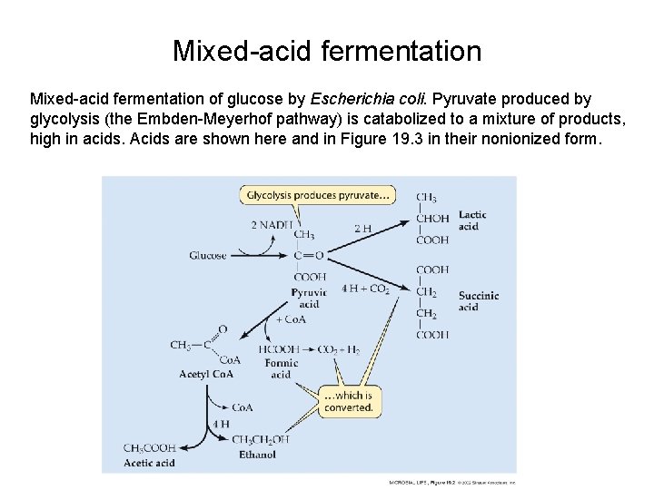 Mixed-acid fermentation of glucose by Escherichia coli. Pyruvate produced by glycolysis (the Embden-Meyerhof pathway)