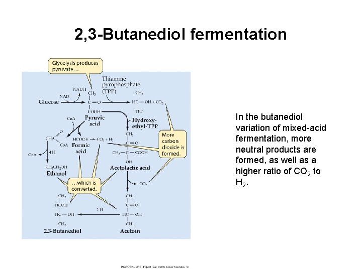 2, 3 -Butanediol fermentation In the butanediol variation of mixed-acid fermentation, more neutral products