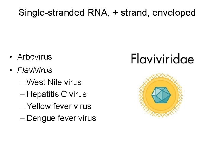 Single-stranded RNA, + strand, enveloped • Arbovirus • Flavivirus – West Nile virus –