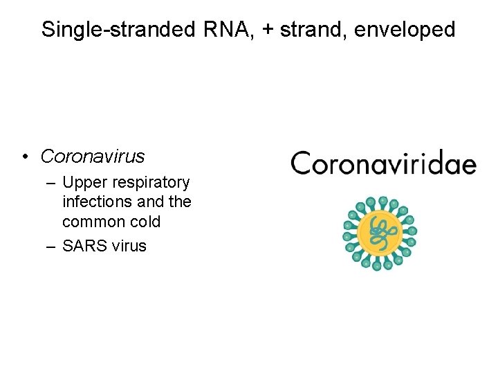 Single-stranded RNA, + strand, enveloped • Coronavirus – Upper respiratory infections and the common