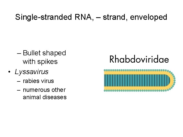 Single-stranded RNA, – strand, enveloped – Bullet shaped with spikes • Lyssavirus – rabies