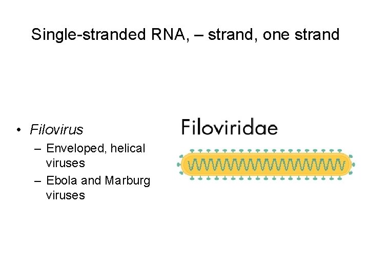 Single-stranded RNA, – strand, one strand • Filovirus – Enveloped, helical viruses – Ebola