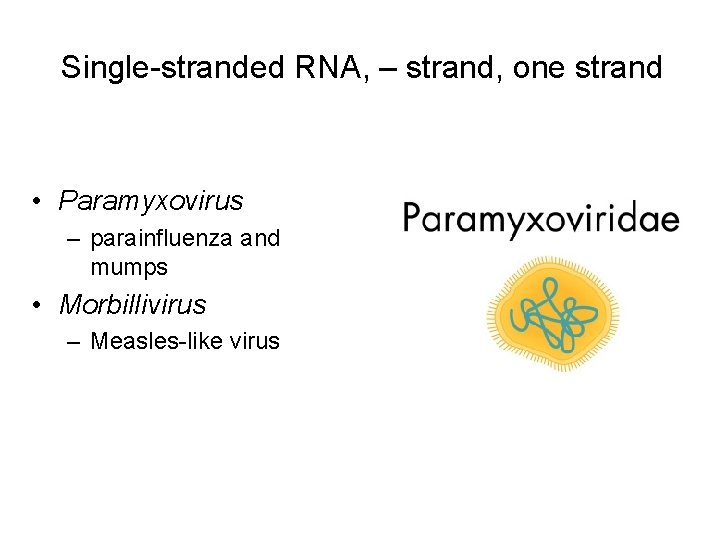 Single-stranded RNA, – strand, one strand • Paramyxovirus – parainfluenza and mumps • Morbillivirus