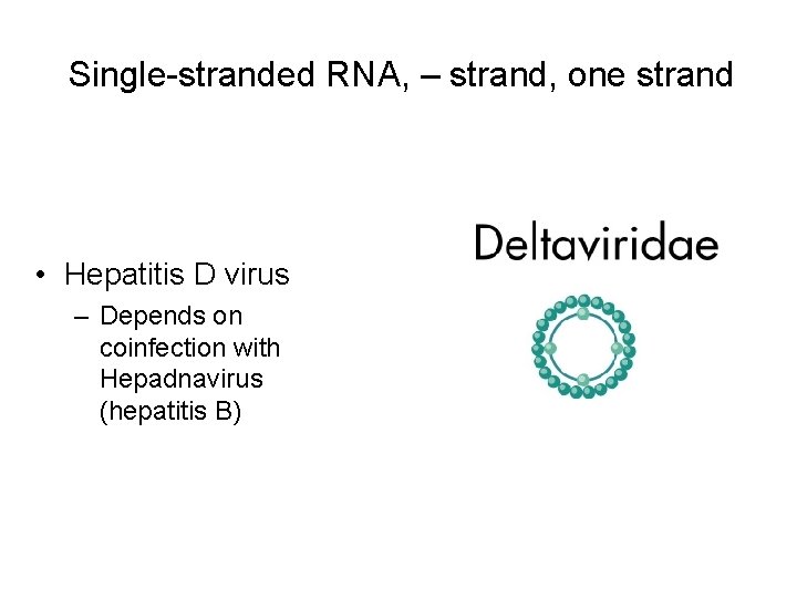 Single-stranded RNA, – strand, one strand • Hepatitis D virus – Depends on coinfection