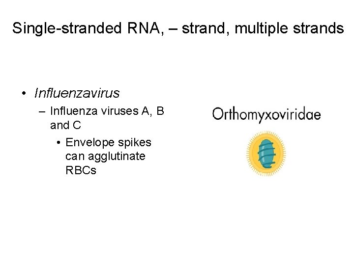 Single-stranded RNA, – strand, multiple strands • Influenzavirus – Influenza viruses A, B and