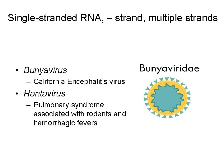 Single-stranded RNA, – strand, multiple strands • Bunyavirus – California Encephalitis virus • Hantavirus