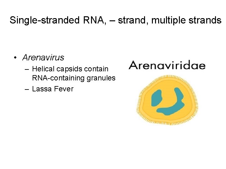 Single-stranded RNA, – strand, multiple strands • Arenavirus – Helical capsids contain RNA-containing granules