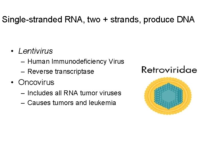 Single-stranded RNA, two + strands, produce DNA • Lentivirus – Human Immunodeficiency Virus –