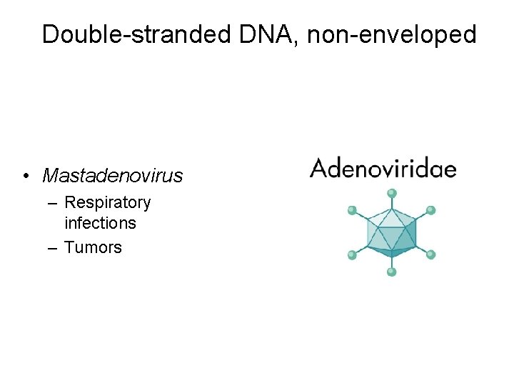 Double-stranded DNA, non-enveloped • Mastadenovirus – Respiratory infections – Tumors 