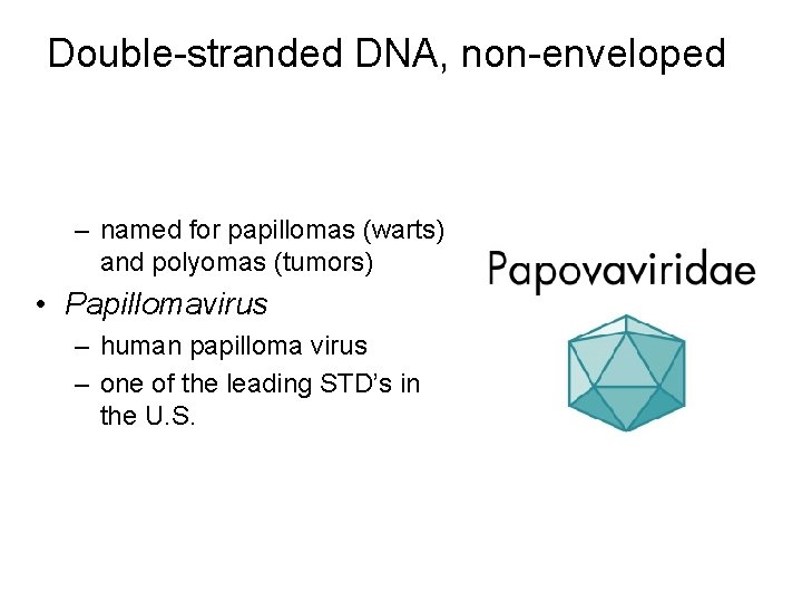 Double-stranded DNA, non-enveloped – named for papillomas (warts) and polyomas (tumors) • Papillomavirus –