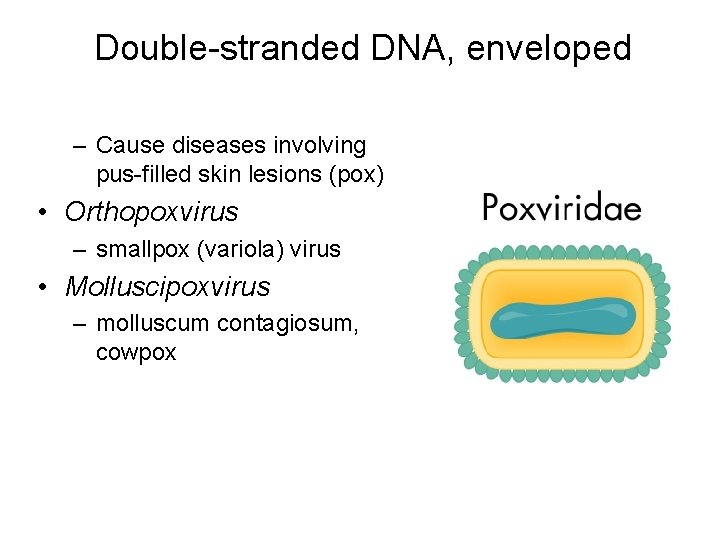 Double-stranded DNA, enveloped – Cause diseases involving pus-filled skin lesions (pox) • Orthopoxvirus –