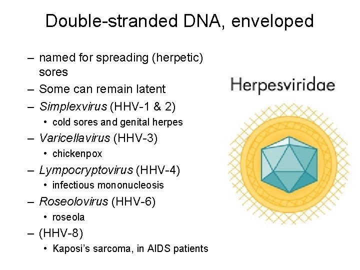 Double-stranded DNA, enveloped – named for spreading (herpetic) sores – Some can remain latent