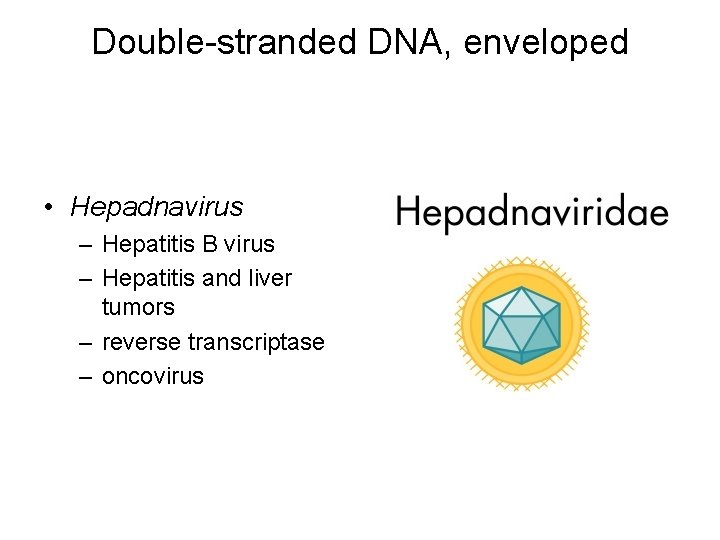 Double-stranded DNA, enveloped • Hepadnavirus – Hepatitis B virus – Hepatitis and liver tumors