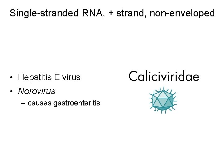 Single-stranded RNA, + strand, non-enveloped • Hepatitis E virus • Norovirus – causes gastroenteritis