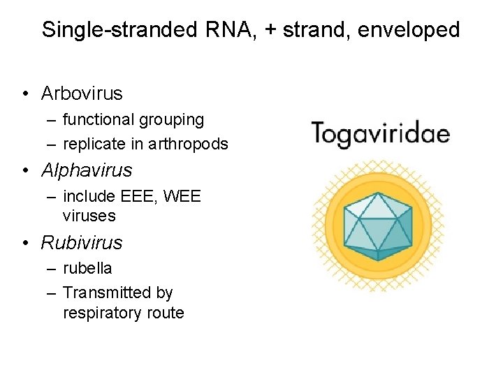 Single-stranded RNA, + strand, enveloped • Arbovirus – functional grouping – replicate in arthropods