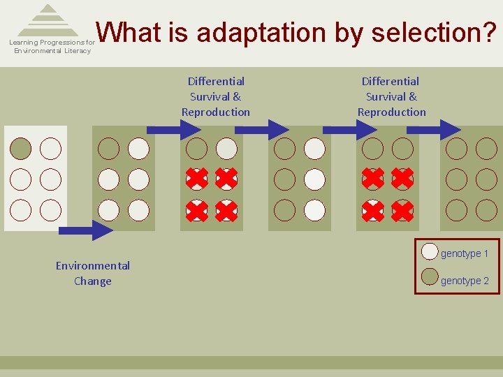 What is adaptation by selection? Learning Progressions for Environmental Literacy Differential Survival & Reproduction What is adaptation by selection? Learning Progressions for Environmental Literacy Differential Survival & Reproduction