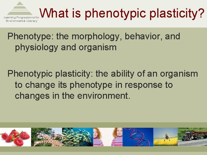 What is phenotypic plasticity? Learning Progressions for Environmental Literacy Phenotype: the morphology, behavior, and What is phenotypic plasticity? Learning Progressions for Environmental Literacy Phenotype: the morphology, behavior, and