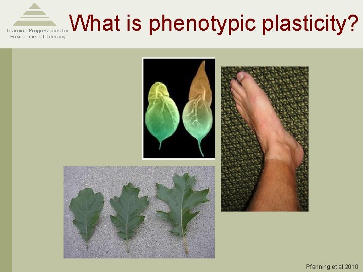 What is phenotypic plasticity? Learning Progressions for Environmental Literacy Pfenning et al 2010 What is phenotypic plasticity? Learning Progressions for Environmental Literacy Pfenning et al 2010