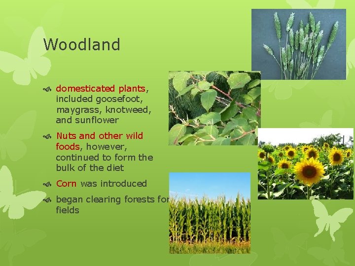 Woodland domesticated plants, included goosefoot, maygrass, knotweed, and sunflower Nuts and other wild foods,