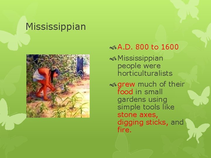 Mississippian A. D. 800 to 1600 Mississippian people were horticulturalists grew much of their