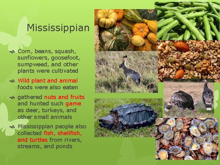 Mississippian Corn, beans, squash, sunflowers, goosefoot, sumpweed, and other plants were cultivated Wild plant