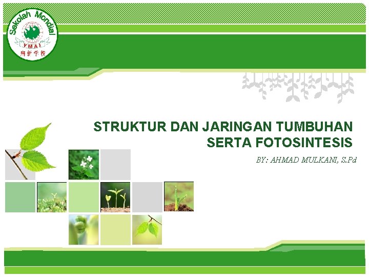 L/O/G/O STRUKTUR DAN JARINGAN TUMBUHAN SERTA FOTOSINTESIS BY: AHMAD MULKANI, S. Pd 