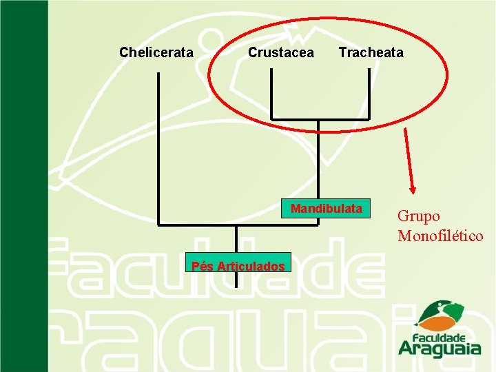 Chelicerata Crustacea Tracheata Mandibulata Pés Articulados Grupo Monofilético 