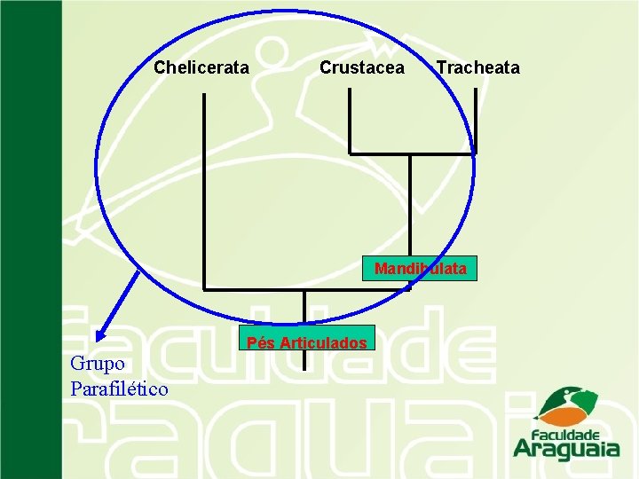 Chelicerata Crustacea Tracheata Mandibulata Grupo Parafilético Pés Articulados 