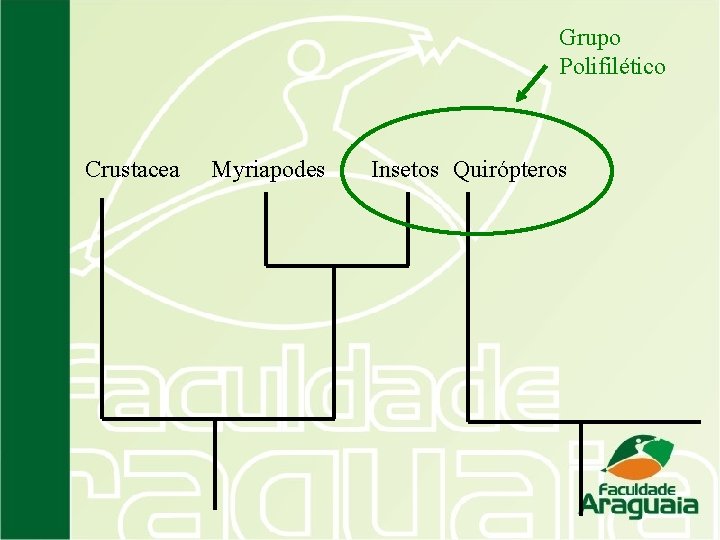 Grupo Polifilético Crustacea Myriapodes Insetos Quirópteros 