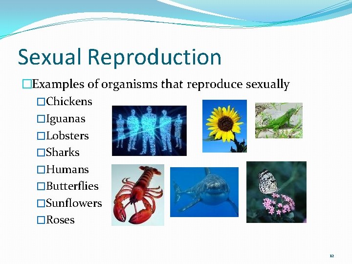 Sexual Reproduction �Examples of organisms that reproduce sexually �Chickens �Iguanas �Lobsters �Sharks �Humans �Butterflies