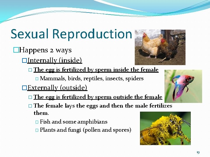Sexual Reproduction �Happens 2 ways �Internally (inside) � The egg is fertilized by sperm