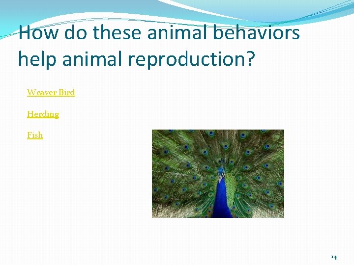 How do these animal behaviors help animal reproduction? Weaver Bird Herding Fish 14 
