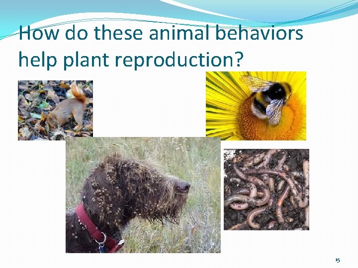 How do these animal behaviors help plant reproduction? 15 