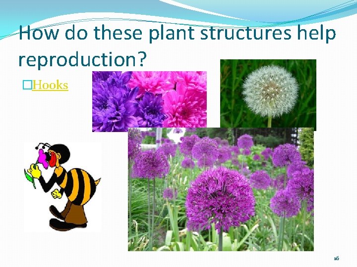 How do these plant structures help reproduction? �Hooks 16 