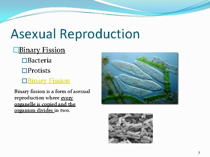 Asexual Reproduction �Binary Fission �Bacteria �Protists �Binary Fission Binary fission is a form of