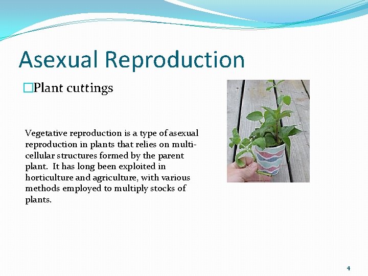 Asexual Reproduction �Plant cuttings Vegetative reproduction is a type of asexual reproduction in plants