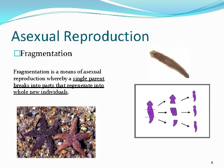 Asexual Reproduction �Fragmentation is a means of asexual reproduction whereby a single parent breaks