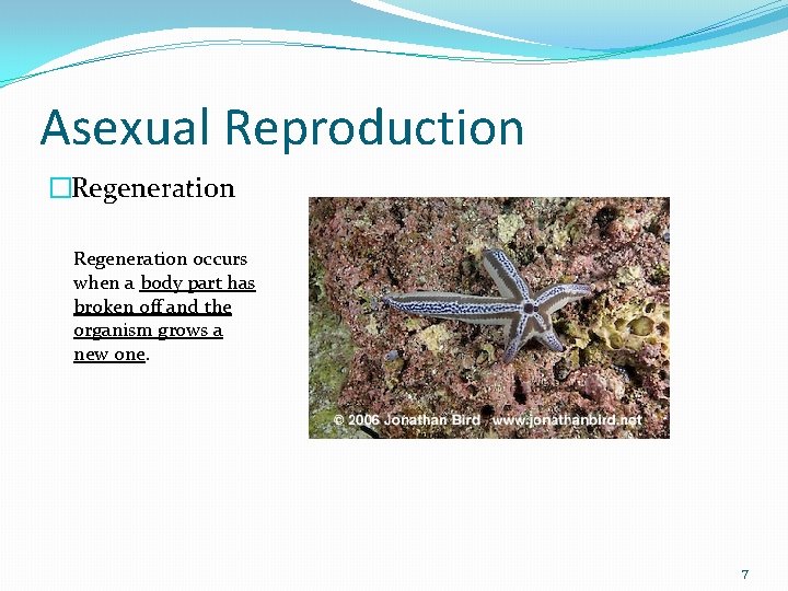 Asexual Reproduction �Regeneration occurs when a body part has broken off and the organism