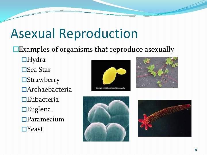 Asexual Reproduction �Examples of organisms that reproduce asexually �Hydra �Sea Star �Strawberry �Archaebacteria �Euglena