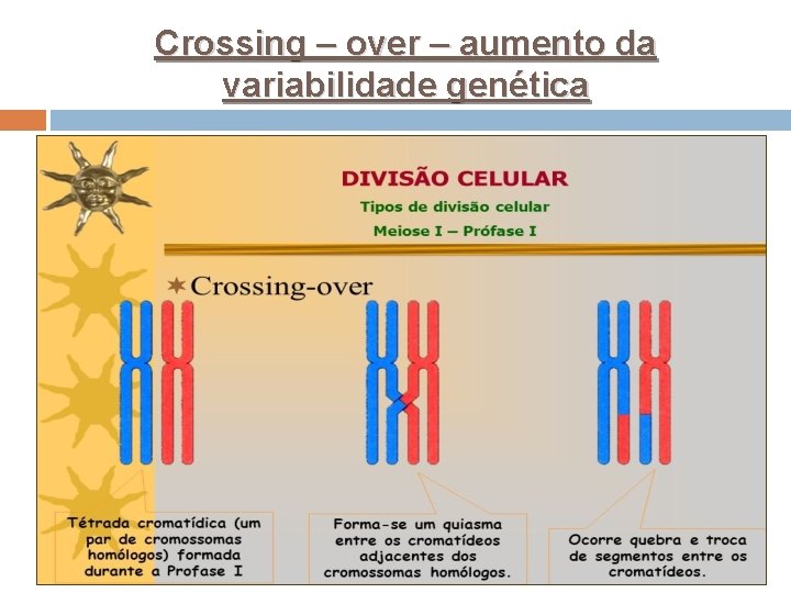 Crossing – over – aumento da variabilidade genética 