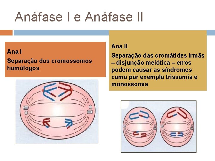 Anáfase I e Anáfase II Ana I Separação dos cromossomos homólogos Ana II Separação