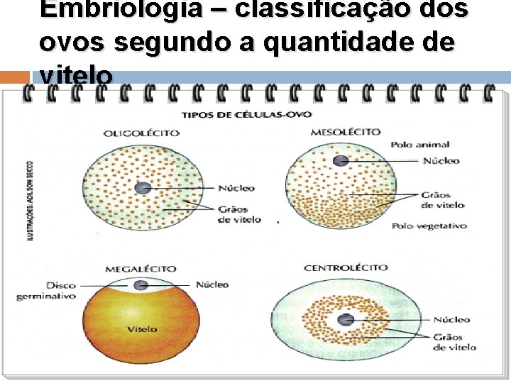 Embriologia – classificação dos ovos segundo a quantidade de vitelo 