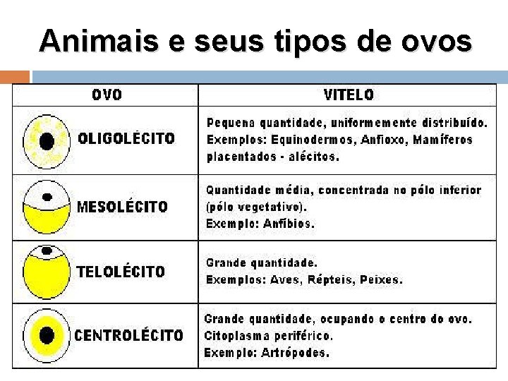 Animais e seus tipos de ovos 